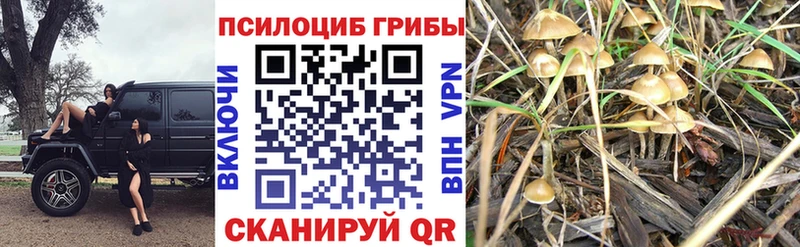Псилоцибиновые грибы мицелий  где найти наркотики  ОМГ ОМГ как войти  Надым 